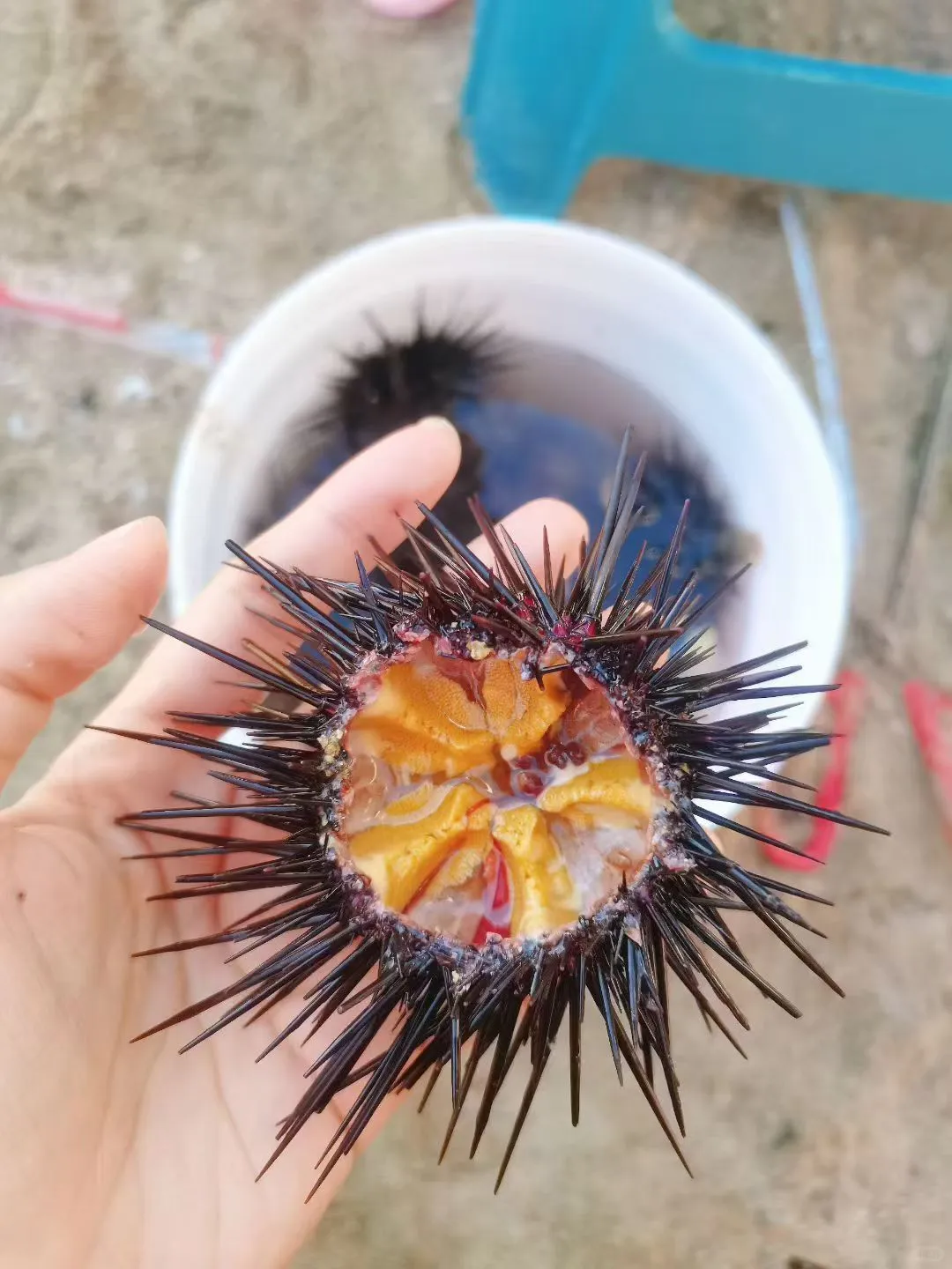 98/人‼️深圳玻璃海浮潜赶海玩个够‼️