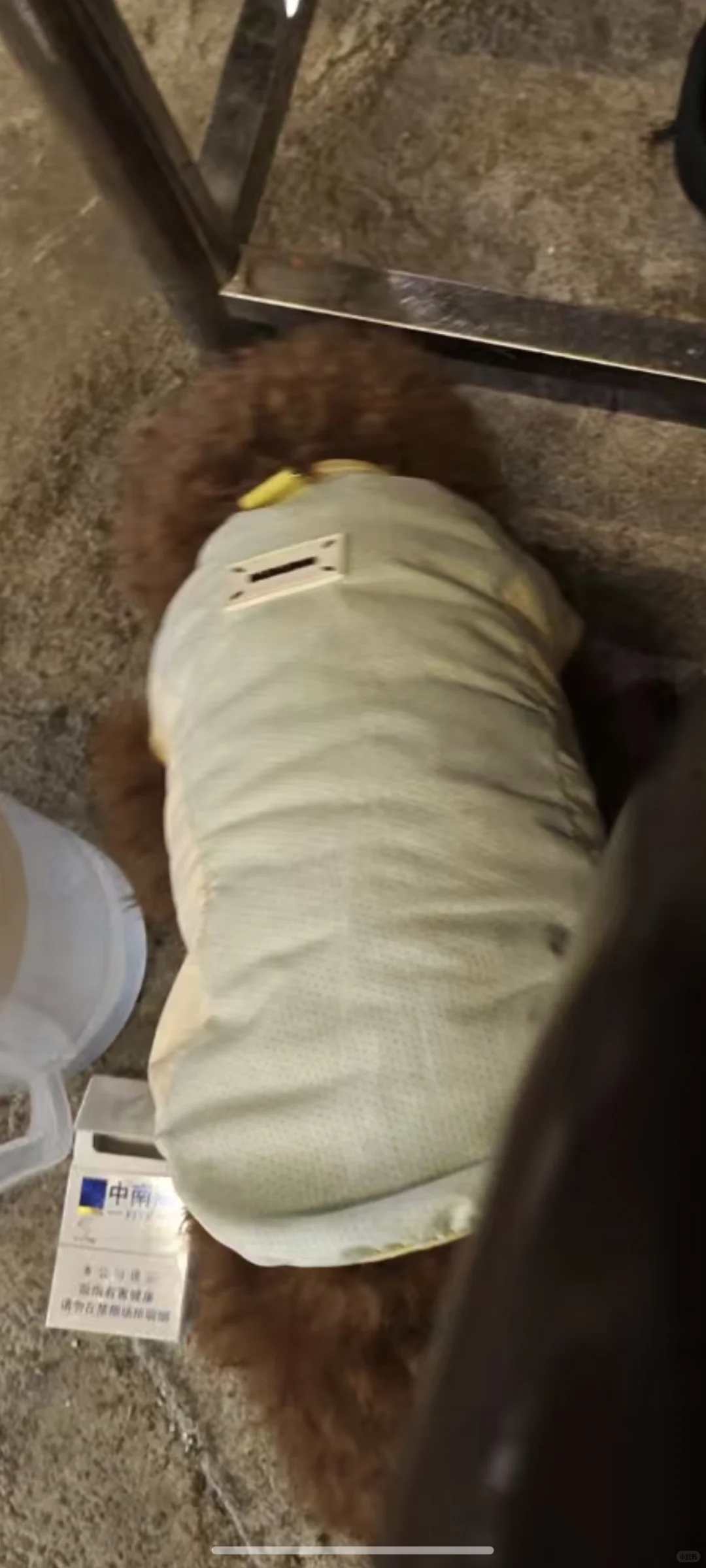 东莞南城附近谁家泰迪狗丢了？