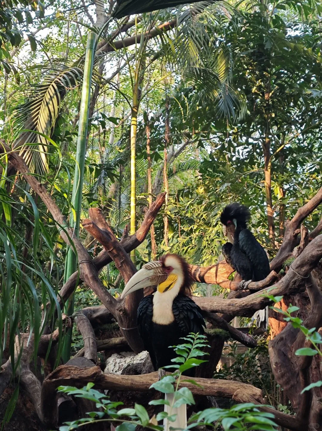 双人广州长隆3天2晚，这样玩不留遗憾‼️