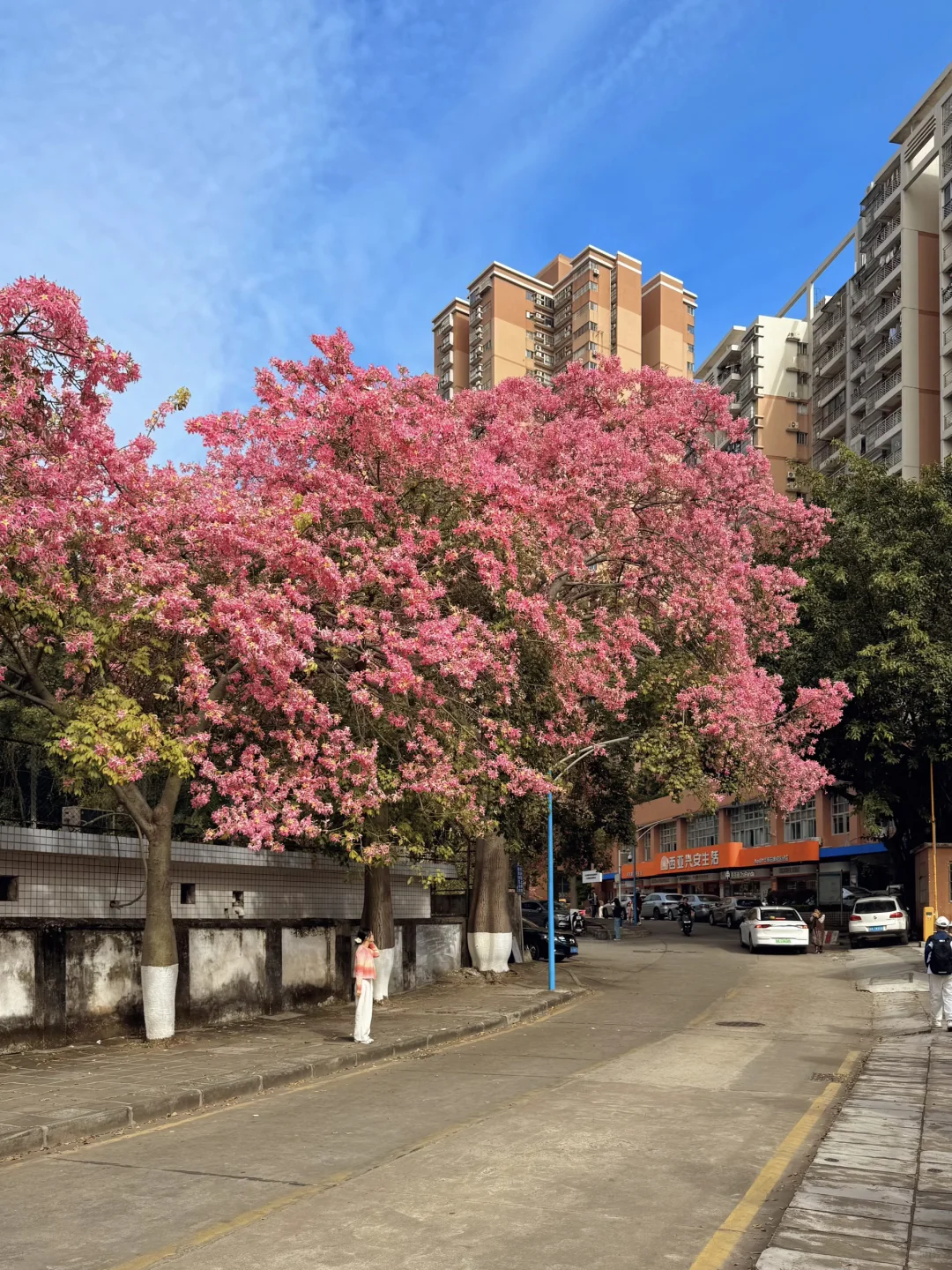 实况live🌸广州秋冬开满异木棉的校园好浪漫