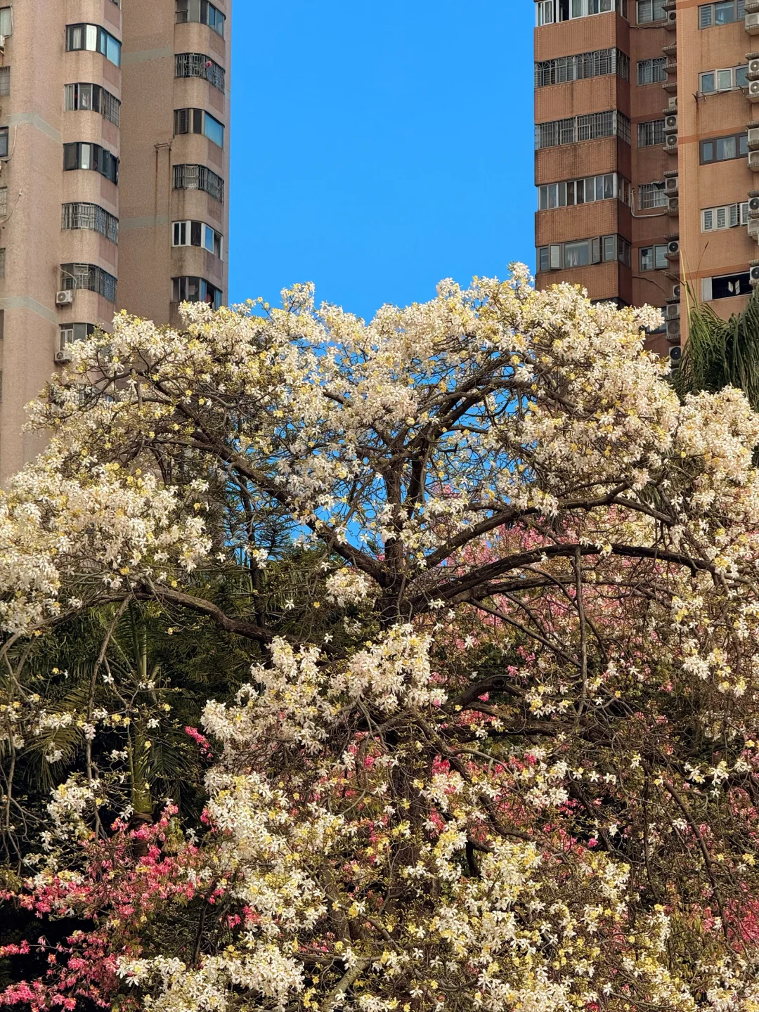 实况live🌸广州秋冬开满异木棉的校园好浪漫