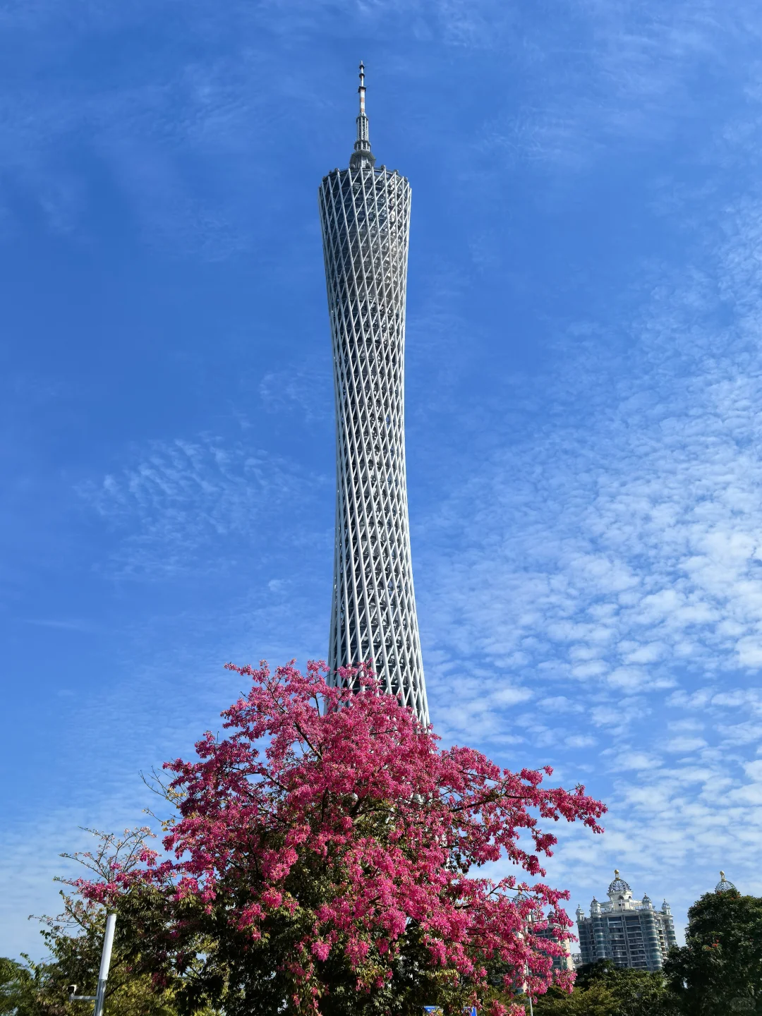 广州塔下的网红树🌸