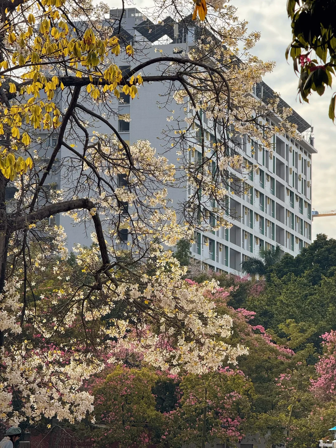 实况live🌸广州秋冬开满异木棉的校园好浪漫