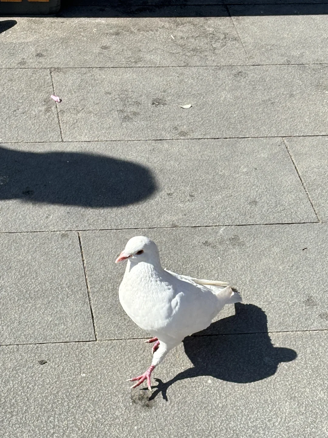 总要来一趟观音山见见观音菩萨吧🥰🥰