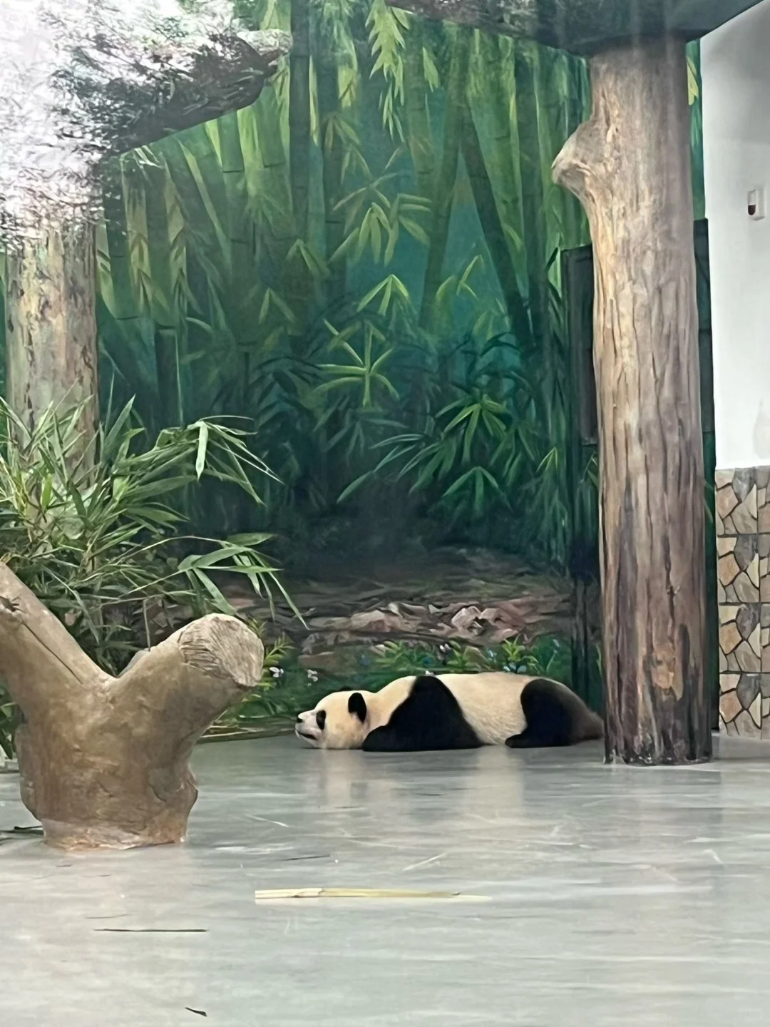 别再瞎逛广州动物园了！这份攻略超实用✅