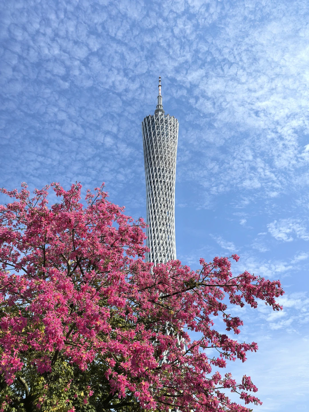 广州塔下的网红树🌸