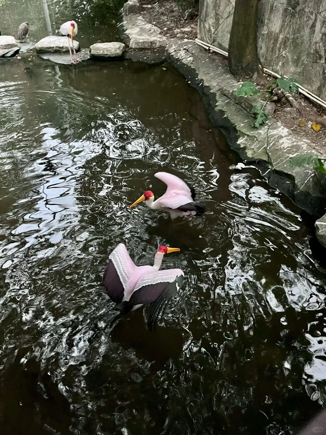 别再瞎逛广州动物园了！这份攻略超实用✅