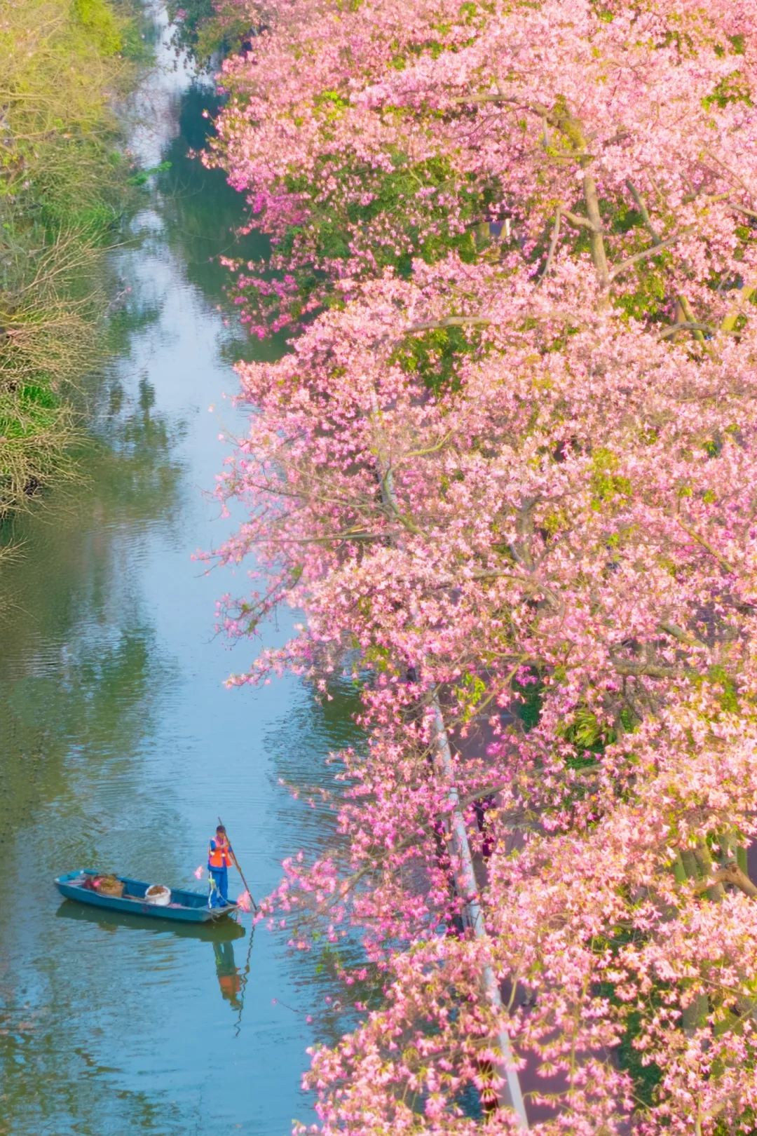 这个周末游广州‼️别错过这5️⃣个赏花地