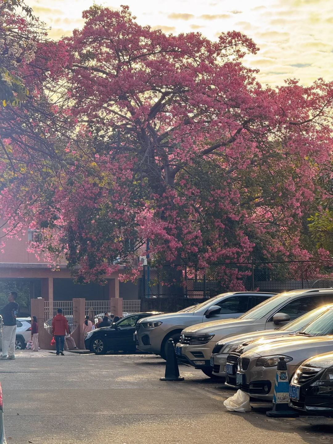 实况live🌸广州秋冬开满异木棉的校园好浪漫