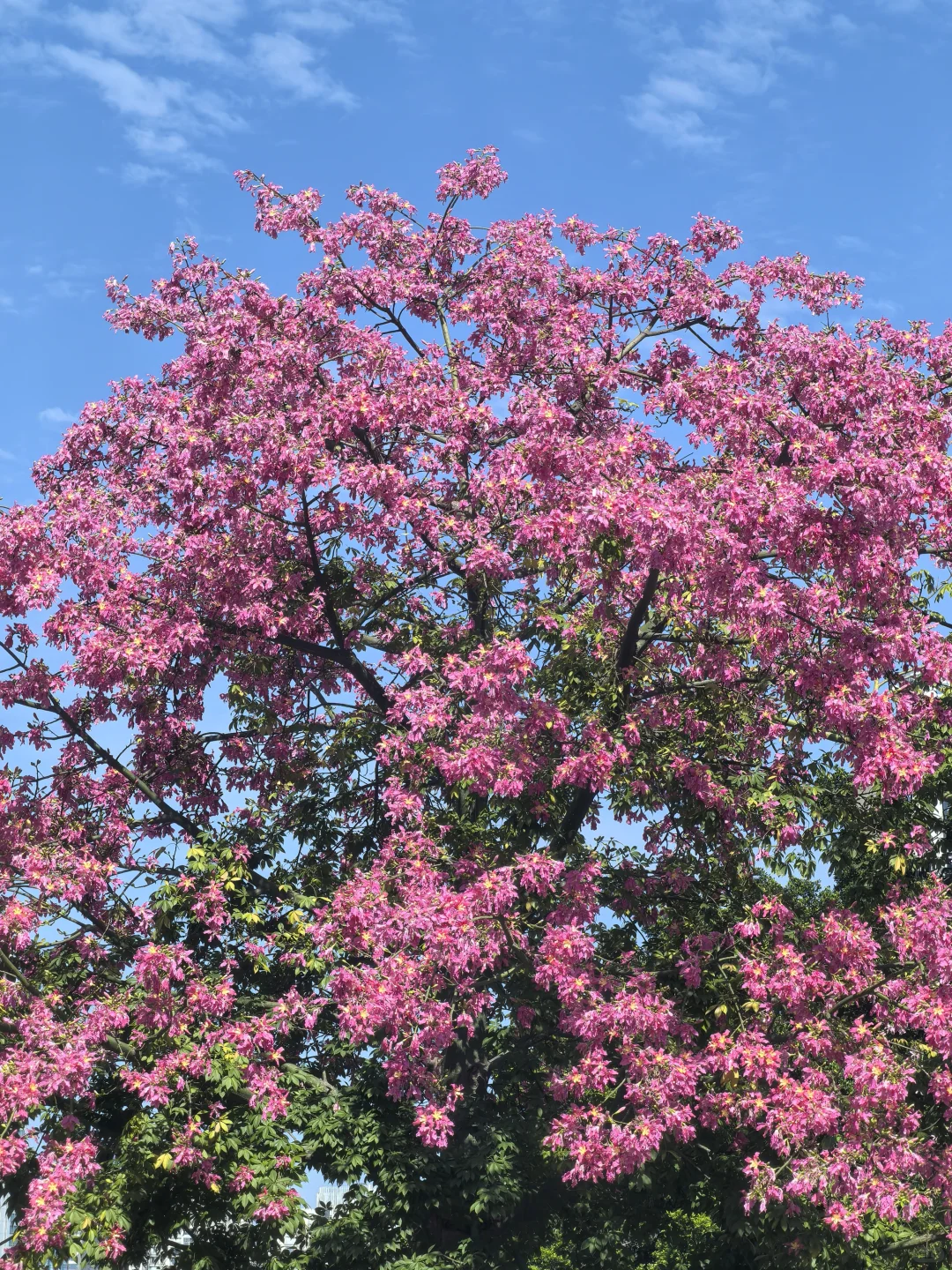 广州塔下的网红树🌸