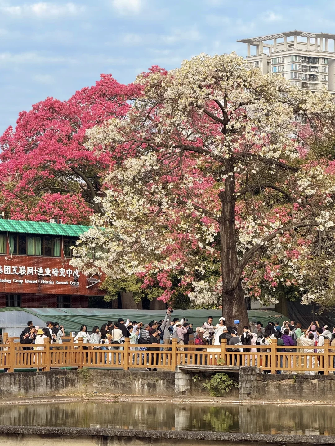 实况live🌸广州秋冬开满异木棉的校园好浪漫