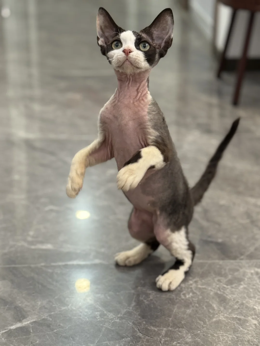 广州黄绿眼黑白开脸德文弟弟找新家拉！