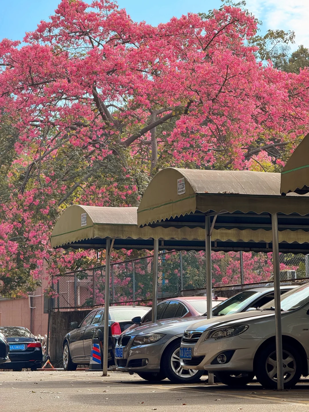 实况live🌸广州秋冬开满异木棉的校园好浪漫