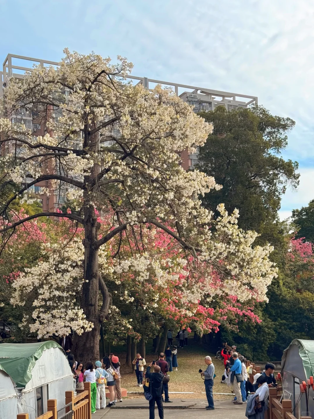 实况live🌸广州秋冬开满异木棉的校园好浪漫