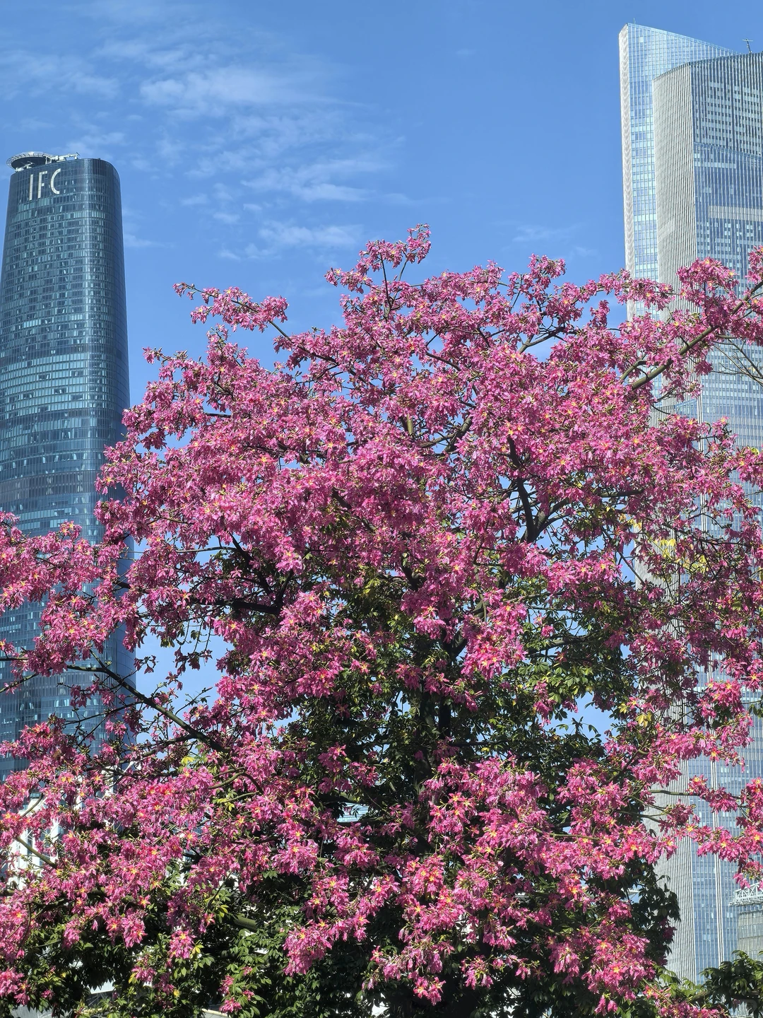 广州塔下的网红树🌸