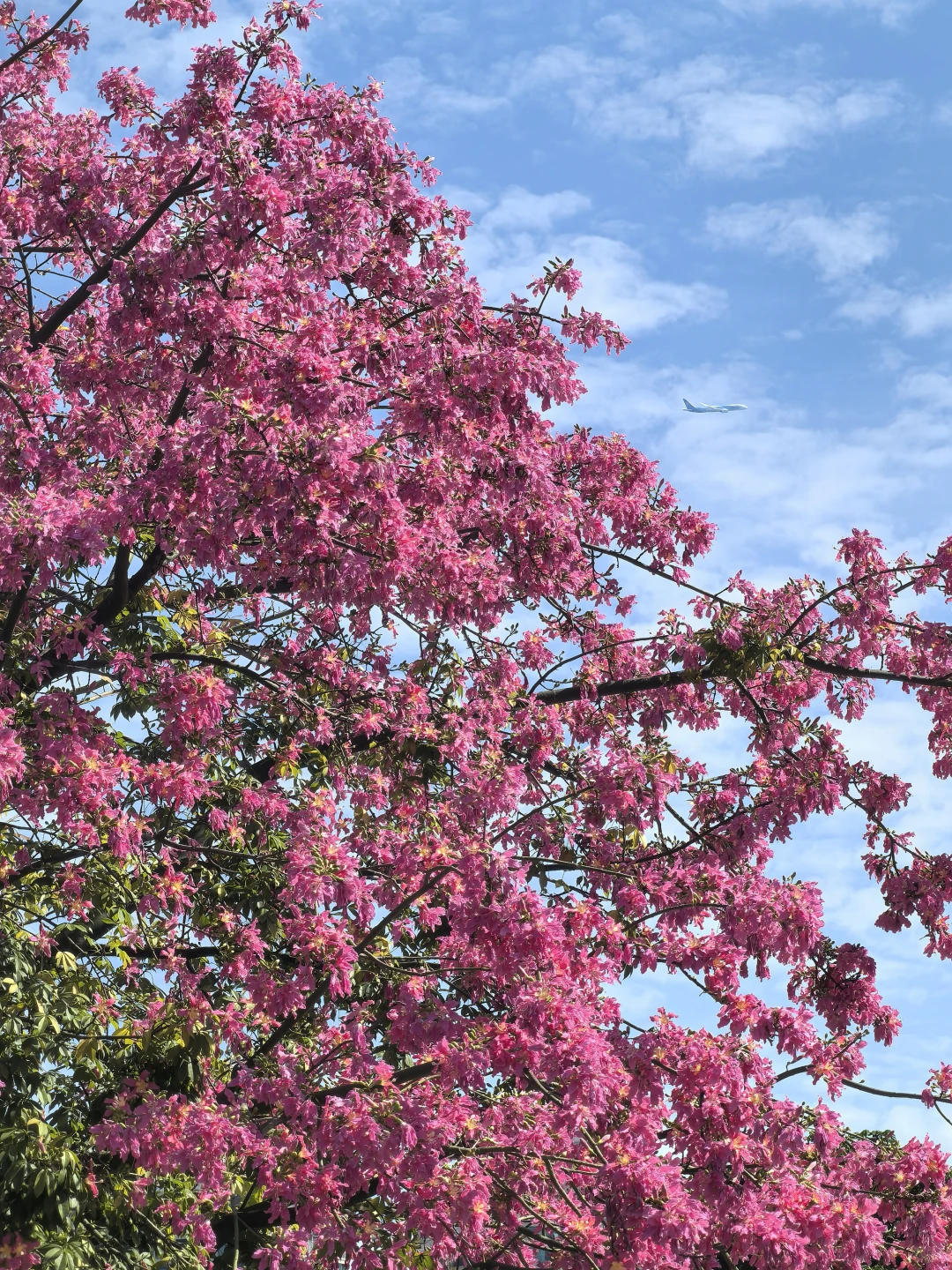 广州塔下的网红树🌸