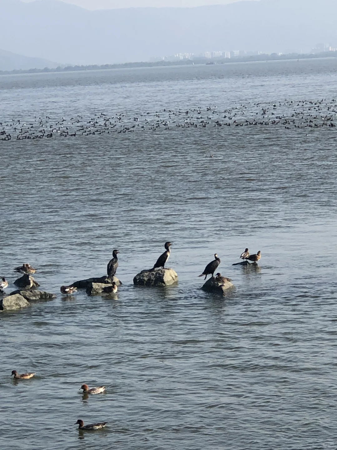 深圳太几把过瘾了，我的鼻炎都被治好了