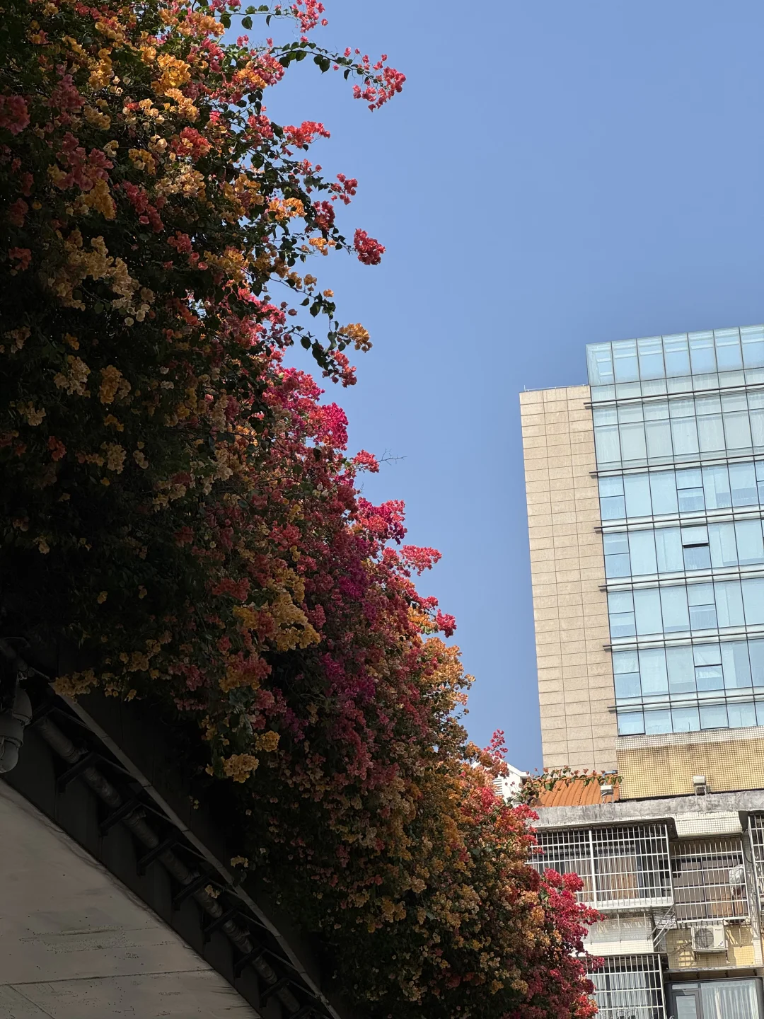 后来我逢人便说广州的十二月有多美