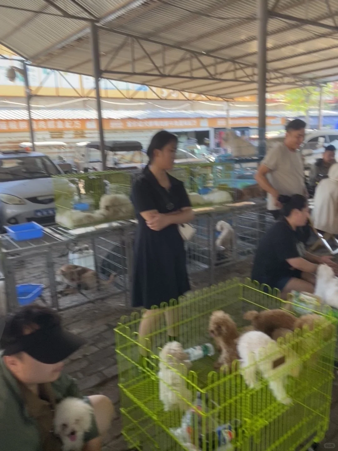 东莞宠物市场一条街 带大家看看