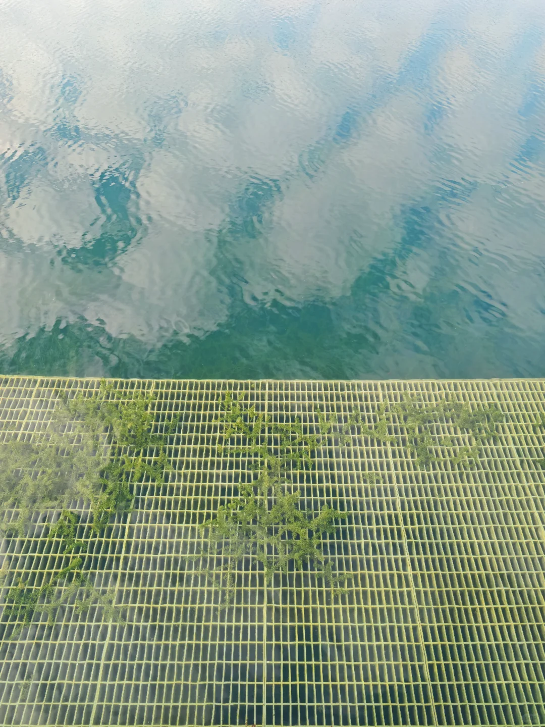 深圳西丽写意三河已美成油画，附live实拍！