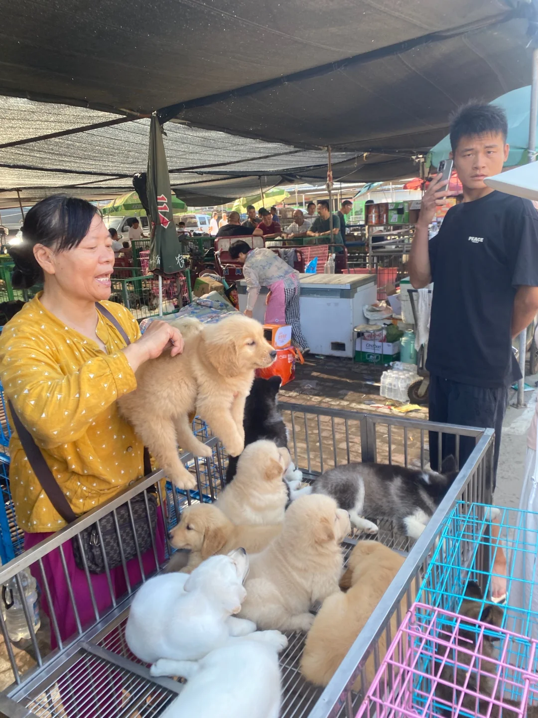 东莞宠物市场一条街 带大家看看