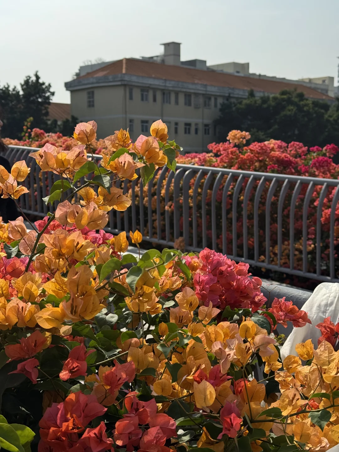 后来我逢人便说广州的十二月有多美