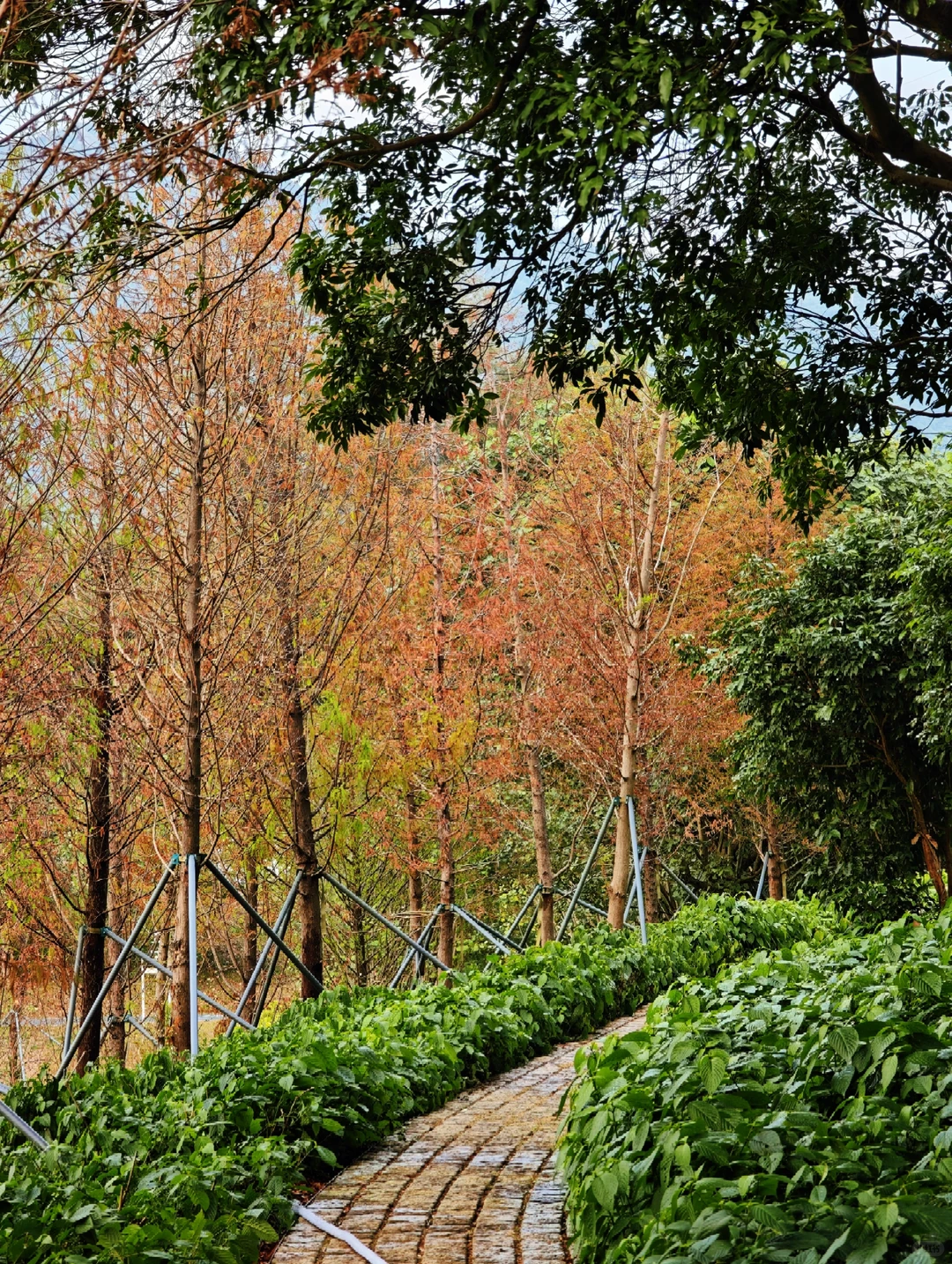 深圳西丽写意三河已美成油画，附live实拍！