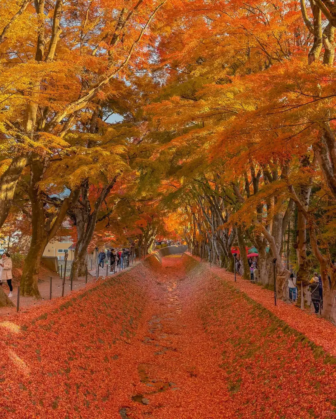 误入深圳的秋日童话世界🍂