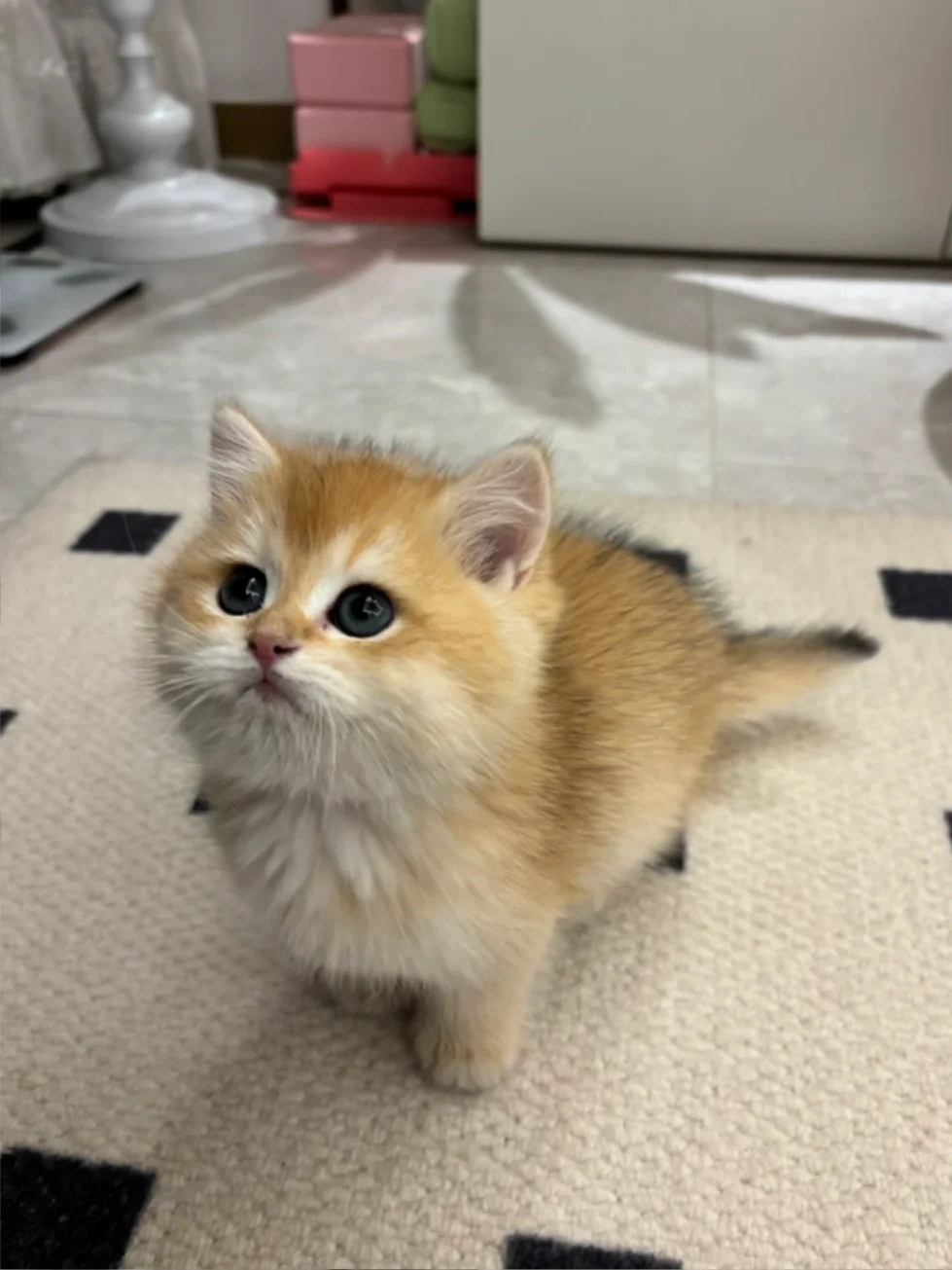 有谁在东莞，生了一窝