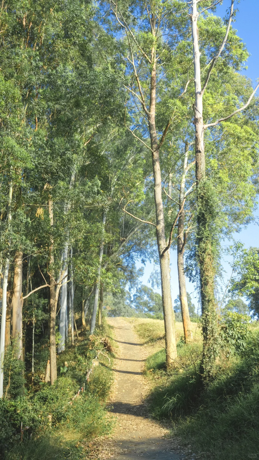 深圳龙岗徒步2小时｜小众绮丽郊野路线