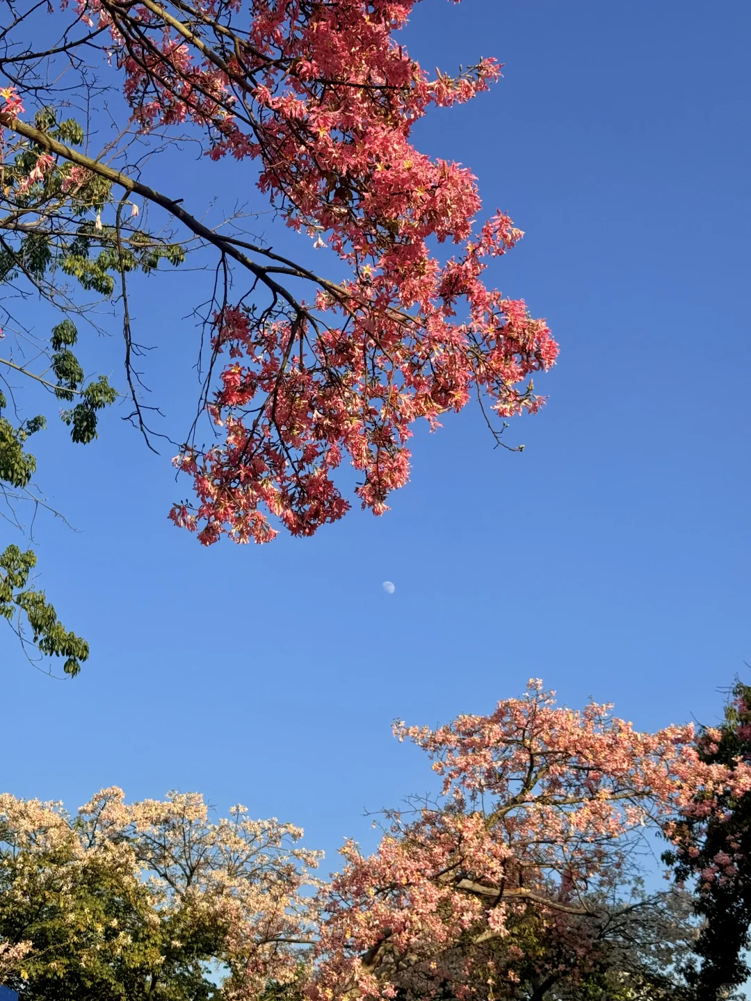 12.1live实拍 广州🌸拍到了动漫的花海列车