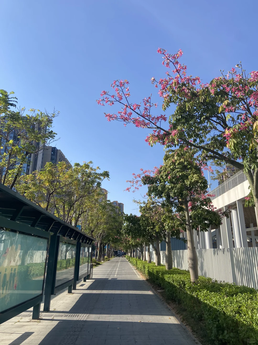 深圳十二月还在穿短袖