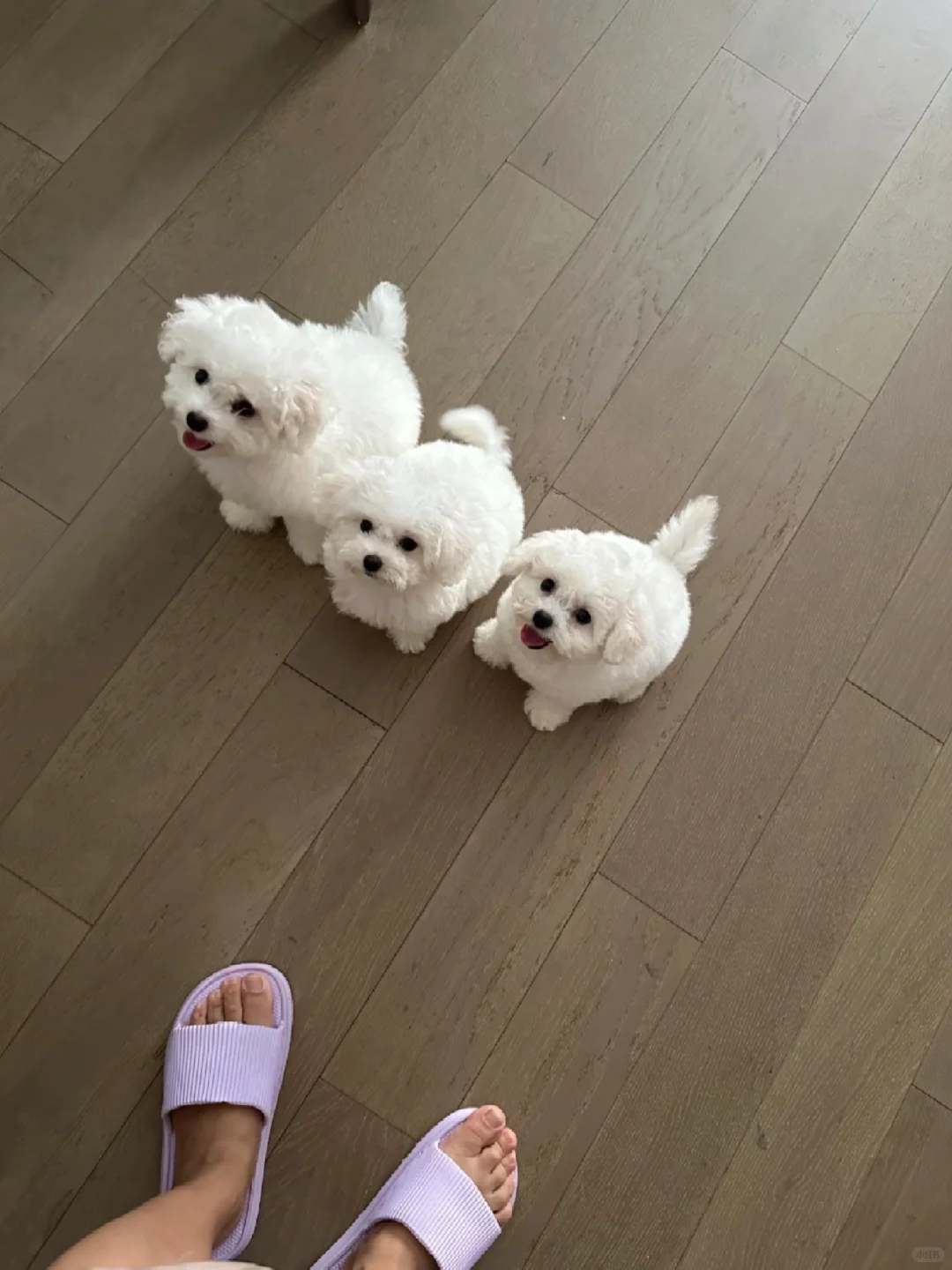 东莞，生了6只，谁在？