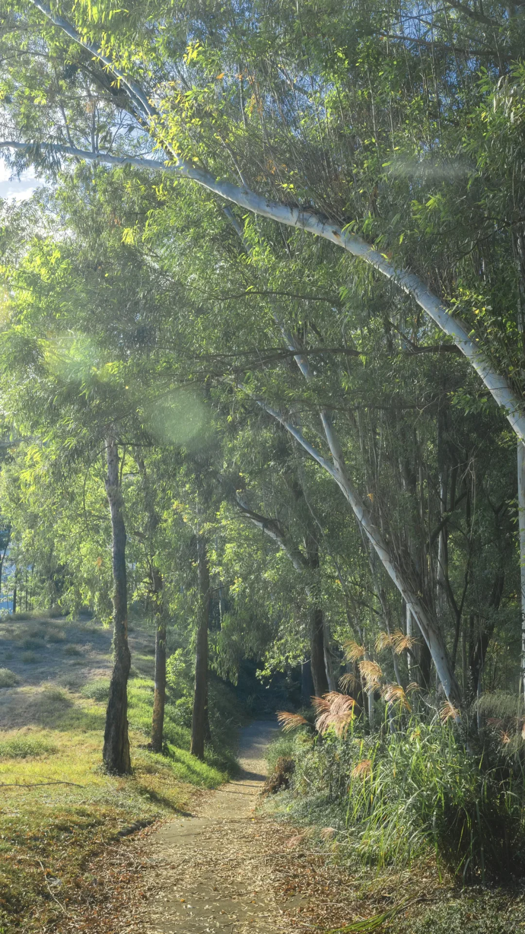 深圳龙岗徒步2小时｜小众绮丽郊野路线