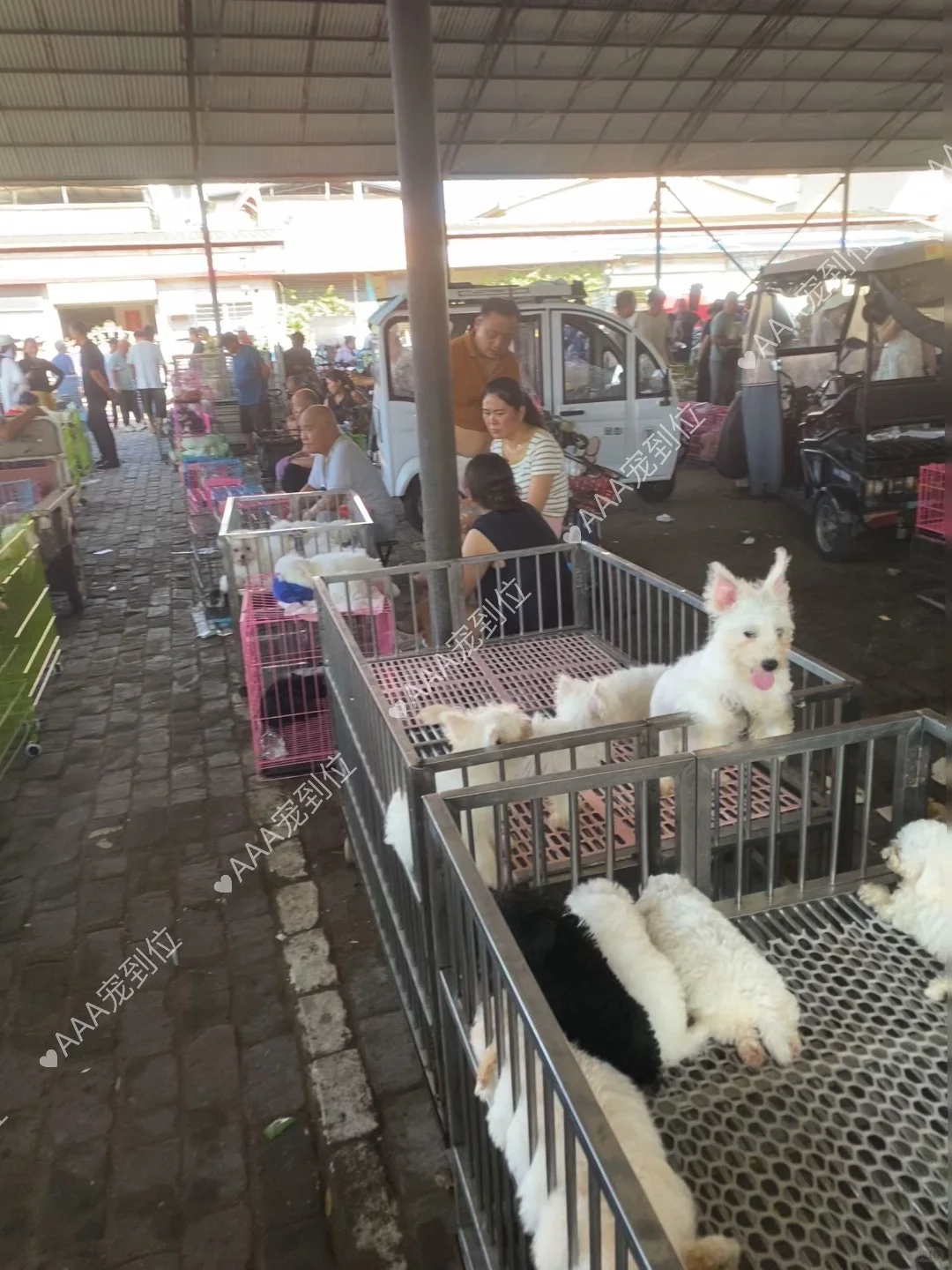 东莞宠物市场一条街 带大家看看