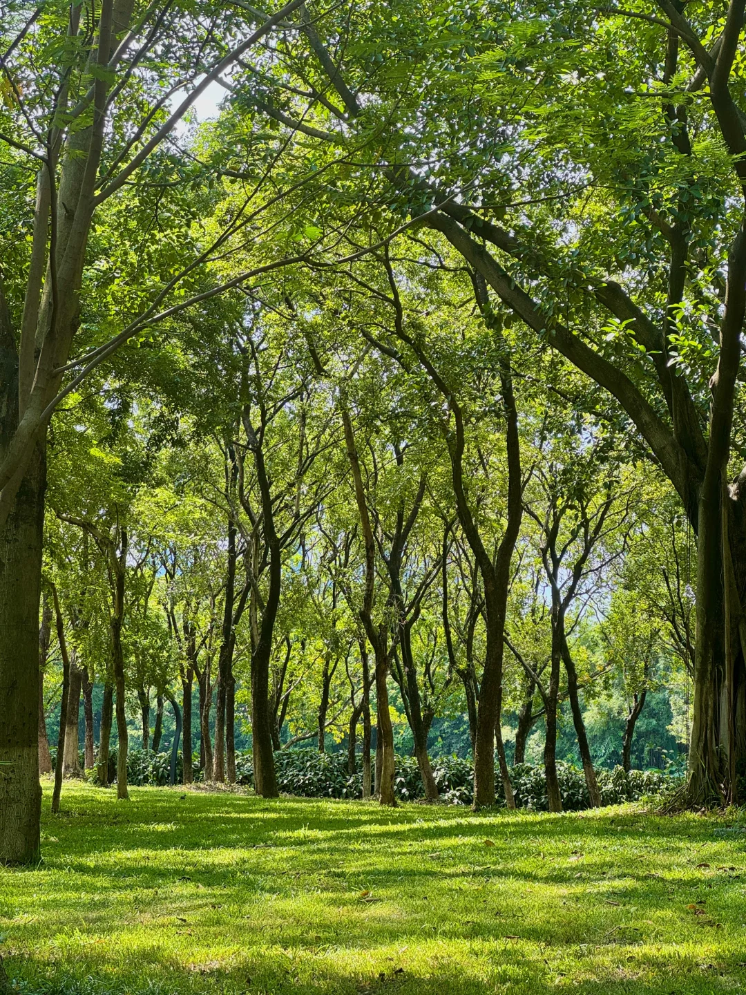 果然，广州最好的风景都是免费的🌿
