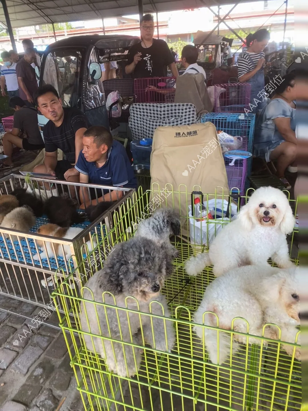 东莞宠物市场一条街 带大家看看