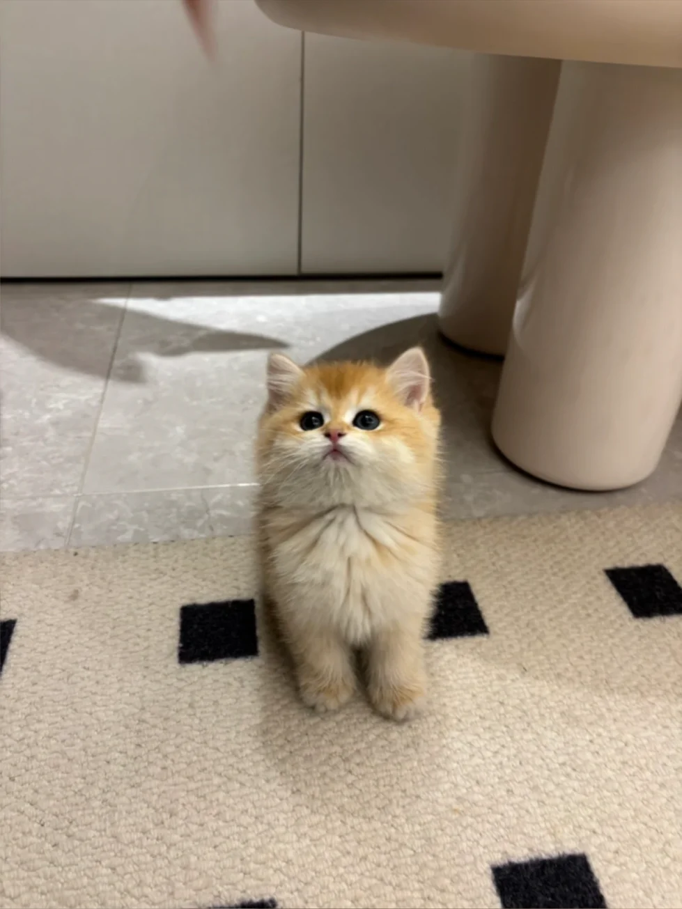 有谁在东莞，生了一窝