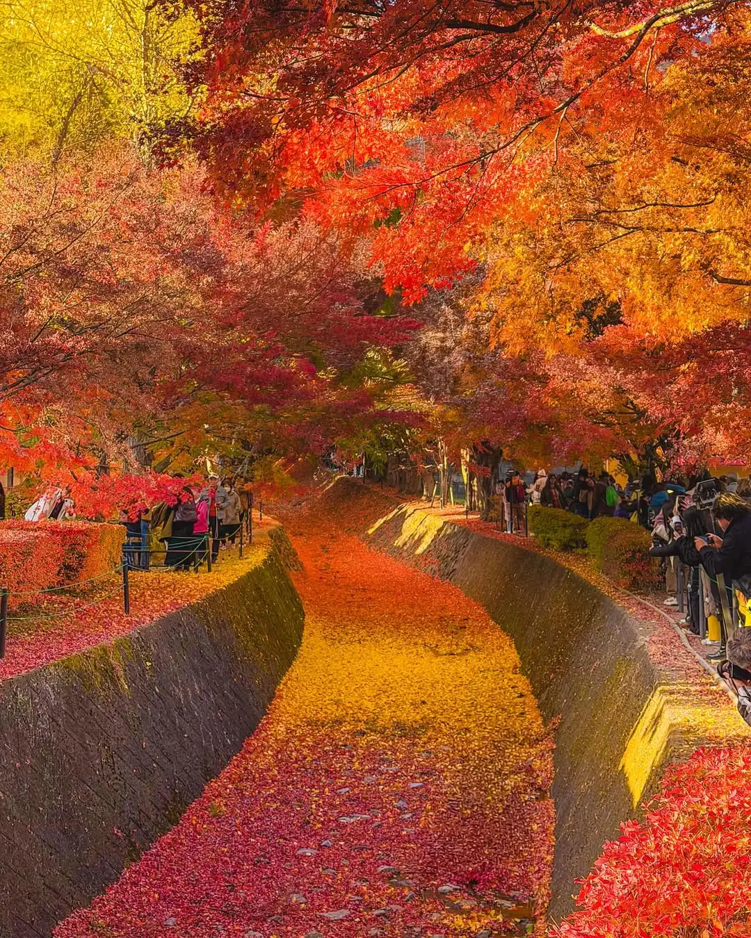 误入深圳的秋日童话世界🍂