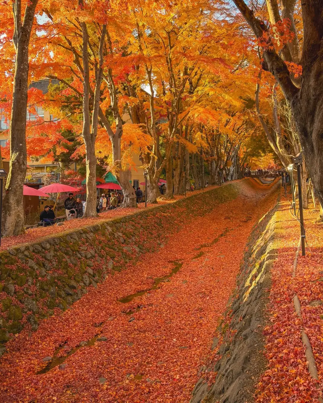 误入深圳的秋日童话世界🍂