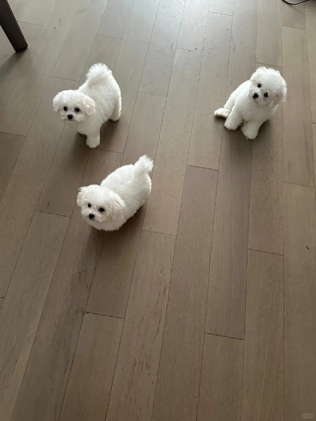 东莞，生了6只，谁在？