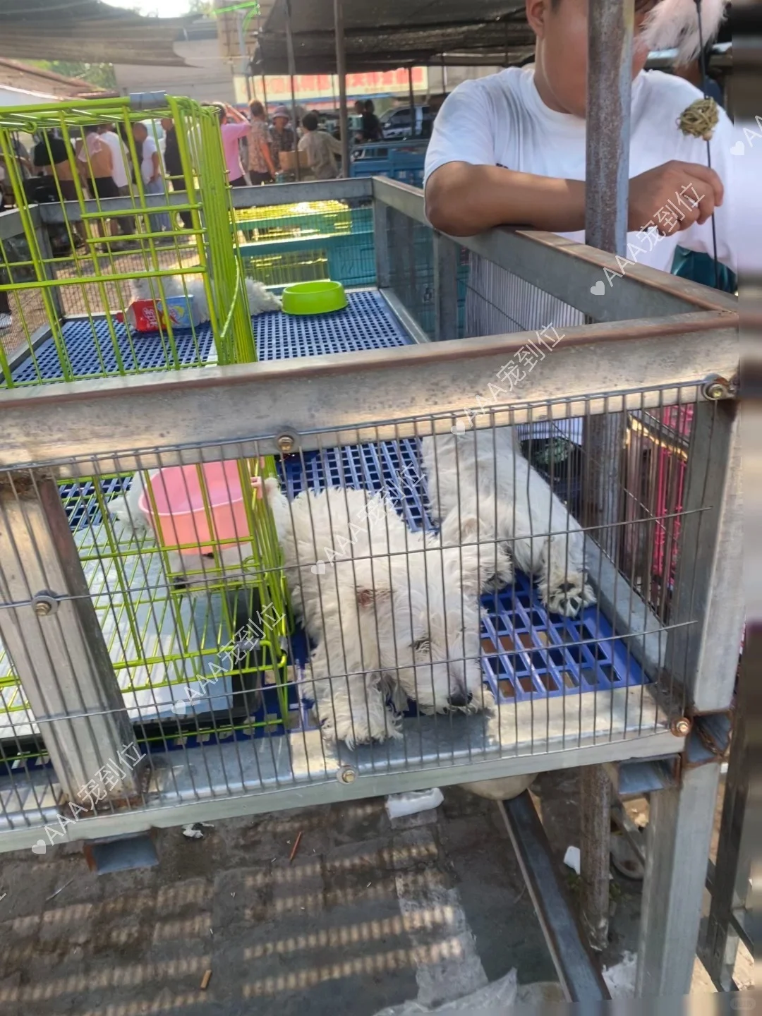 东莞宠物市场一条街 带大家看看