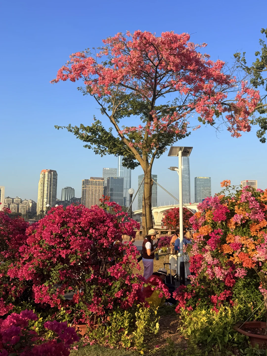12.1live实拍 广州🌸拍到了动漫的花海列车