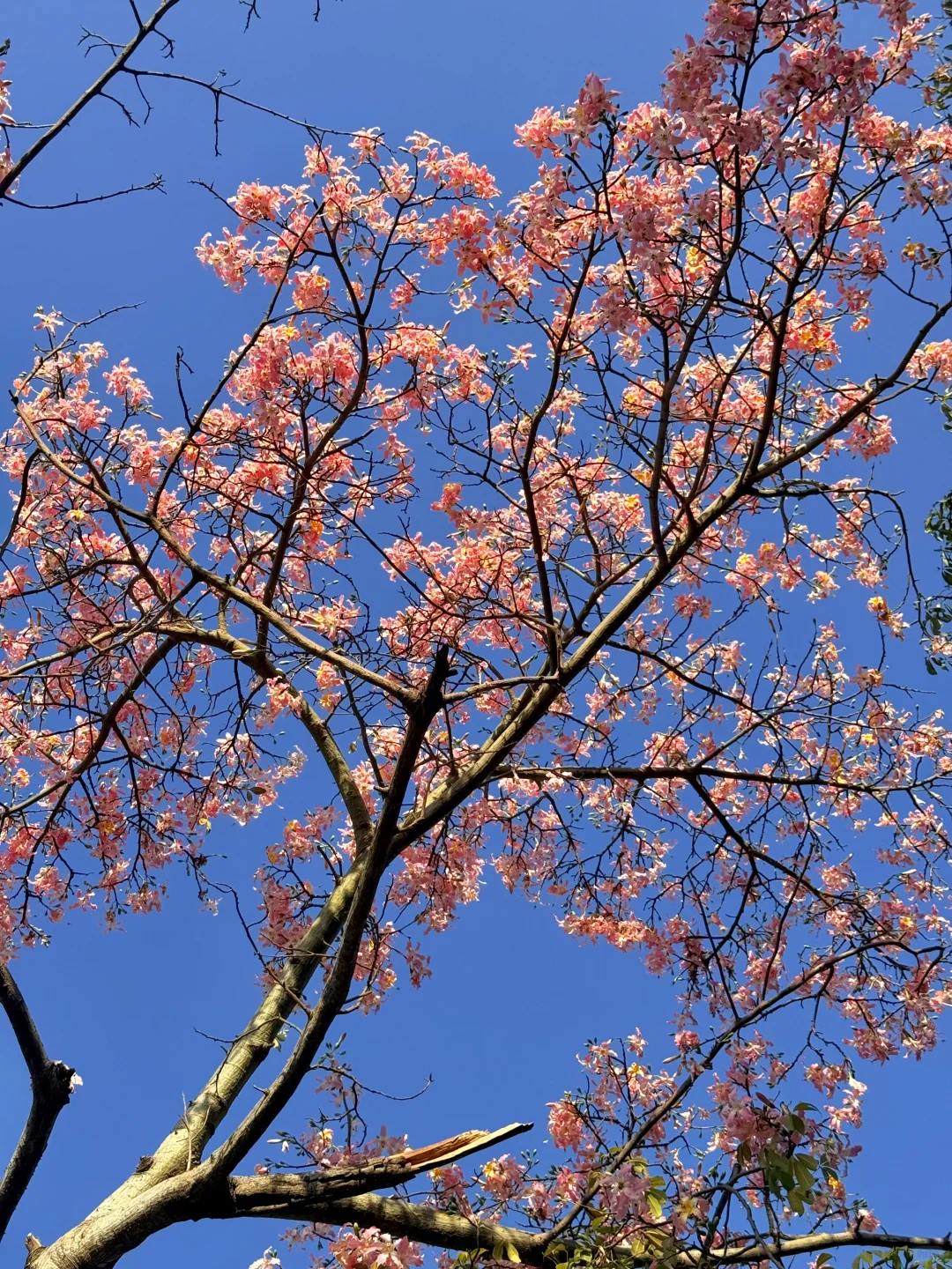 12.1live实拍 广州🌸拍到了动漫的花海列车