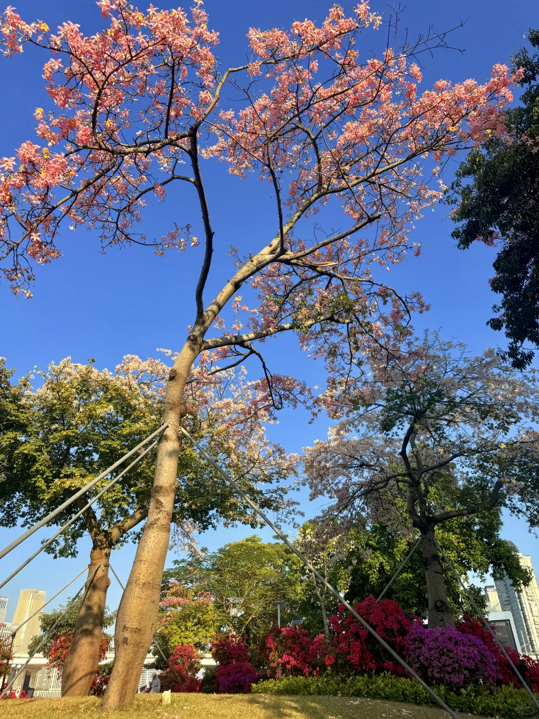 12.1live实拍 广州🌸拍到了动漫的花海列车