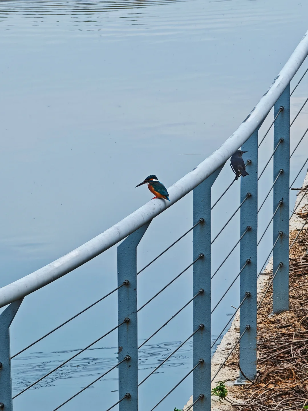 深圳西丽写意三河已美成油画，附live实拍！