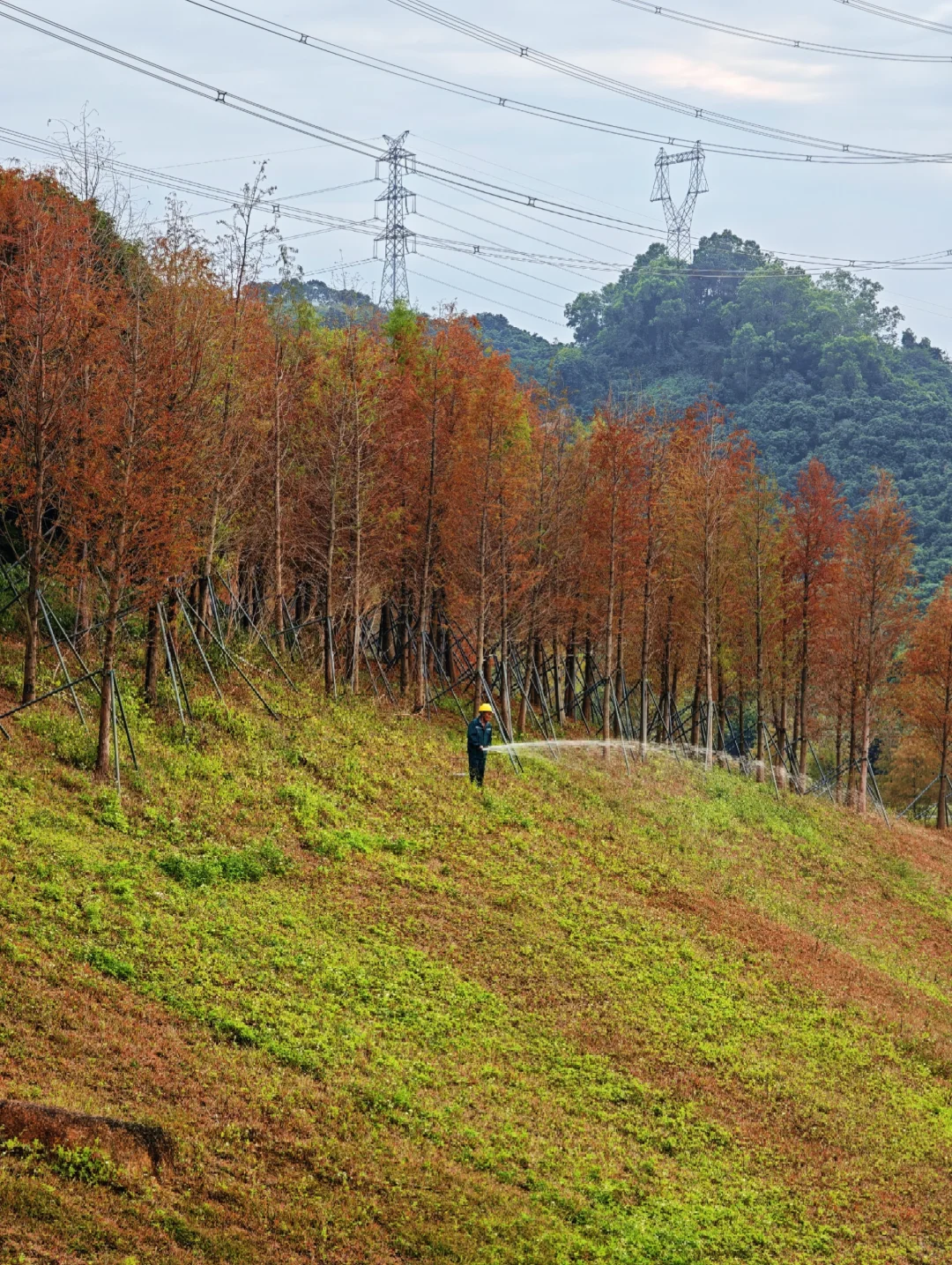 深圳西丽写意三河已美成油画，附live实拍！