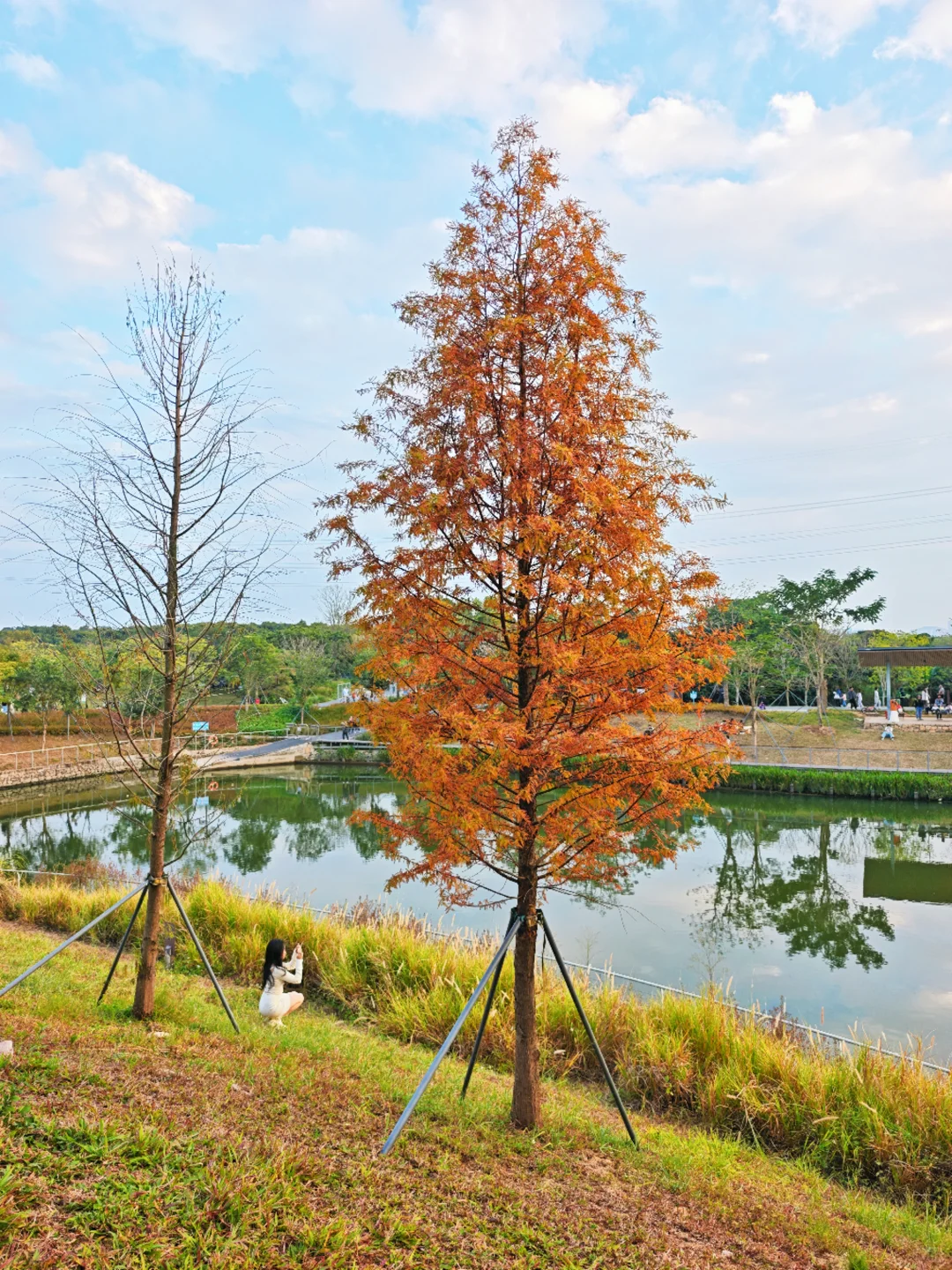 深圳西丽写意三河已美成油画，附live实拍！