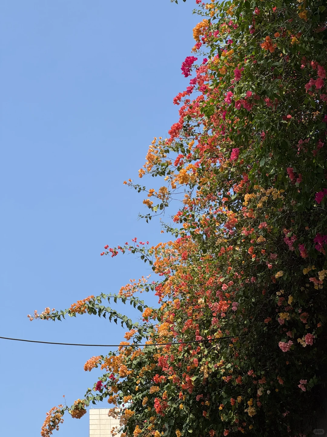 后来我逢人便说广州的十二月有多美