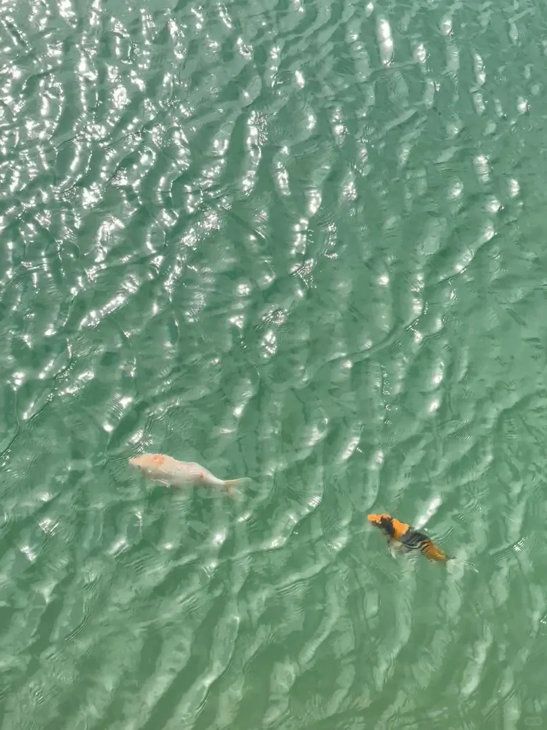 东莞遛娃惊喜发现！免费“小九寨沟”碧玉湖